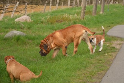 Continental Bulldogs Seeblickbulls Bilderalbum - Ausflüge Ende April 2013