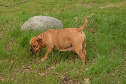 Continental Bulldogs Seeblickbulls Bilderalbum - Ausflüge Ende April 2013