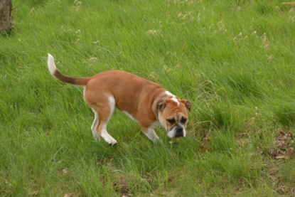 Continental Bulldogs Seeblickbulls Bilderalbum - Ausflüge Ende April 2013