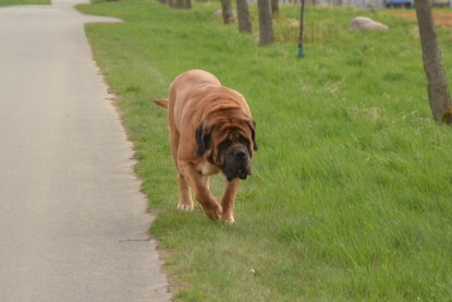 Continental Bulldogs Seeblickbulls Bilderalbum - Ausflüge Ende April 2013