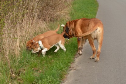 Continental Bulldogs Seeblickbulls Bilderalbum - Ausflüge Ende April 2013