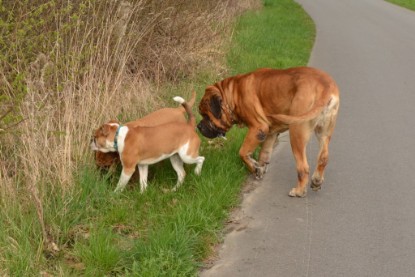 Continental Bulldogs Seeblickbulls Bilderalbum - Ausflüge Ende April 2013