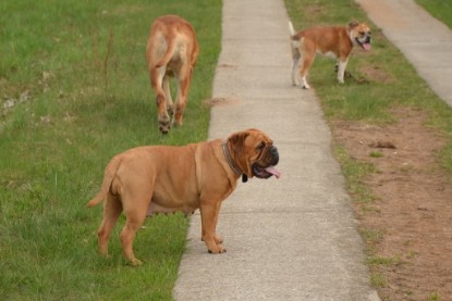 Continental Bulldogs Seeblickbulls Bilderalbum - Ausflüge Ende April 2013