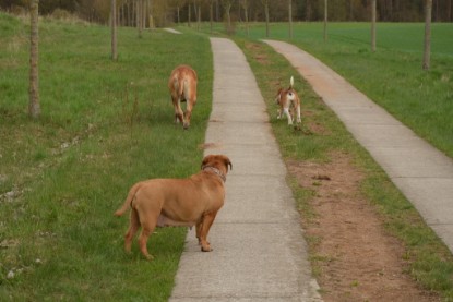 Continental Bulldogs Seeblickbulls Bilderalbum - Ausflüge Ende April 2013