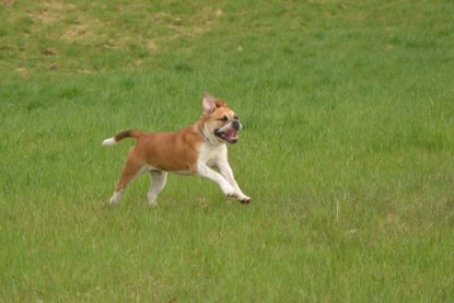 Continental Bulldogs Seeblickbulls Bilderalbum - Ausflüge Ende April 2013