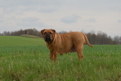 Continental Bulldogs Seeblickbulls Bilderalbum - Ausflüge Ende April 2013