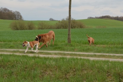 Continental Bulldogs Seeblickbulls Bilderalbum - Ausflüge Ende April 2013