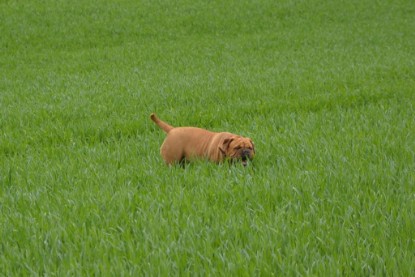 Continental Bulldogs Seeblickbulls Bilderalbum - Ausflüge Ende April 2013