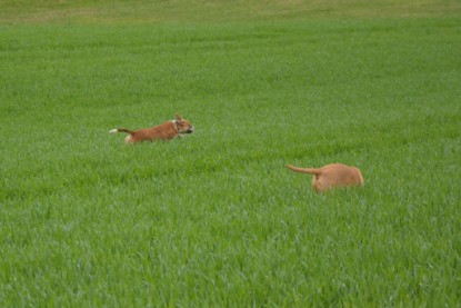 Continental Bulldogs Seeblickbulls Bilderalbum - Ausflüge Ende April 2013