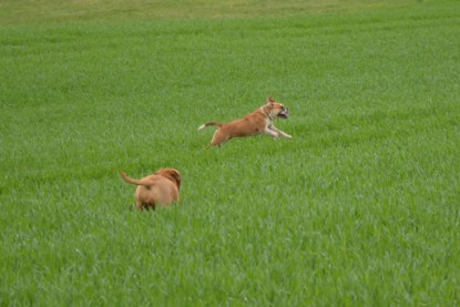 Continental Bulldogs Seeblickbulls Bilderalbum - Ausflüge Ende April 2013