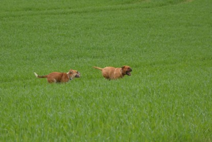 Continental Bulldogs Seeblickbulls Bilderalbum - Ausflüge Ende April 2013