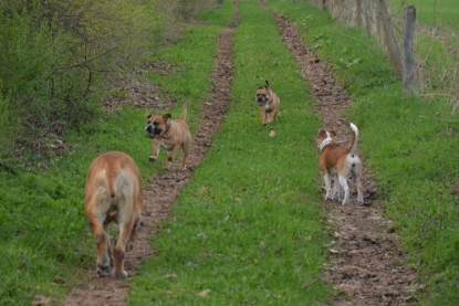 Continental Bulldogs Seeblickbulls Bilderalbum - Ausflüge Ende April 2013