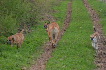 Continental Bulldogs Seeblickbulls Bilderalbum - Ausflüge Ende April 2013