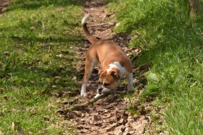 Continental Bulldogs Seeblickbulls Bilderalbum - Ausflüge Ende April 2013