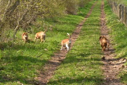 Continental Bulldogs Seeblickbulls Bilderalbum - Ausflüge Ende April 2013