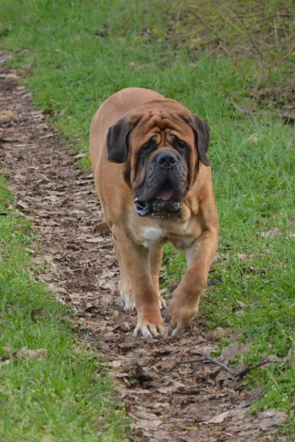 Continental Bulldogs Seeblickbulls Bilderalbum - Ausflüge Ende April 2013