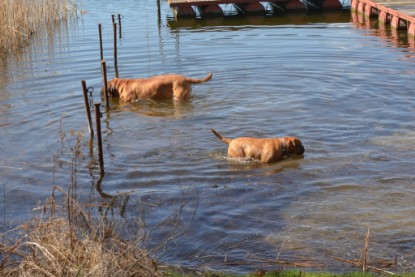 Continental Bulldogs Seeblickbulls Bilderalbum - Ausflüge Ende April 2013