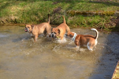 Continental Bulldogs Seeblickbulls Bilderalbum - Ausflüge Ende April 2013