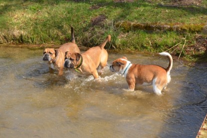 Continental Bulldogs Seeblickbulls Bilderalbum - Ausflüge Ende April 2013