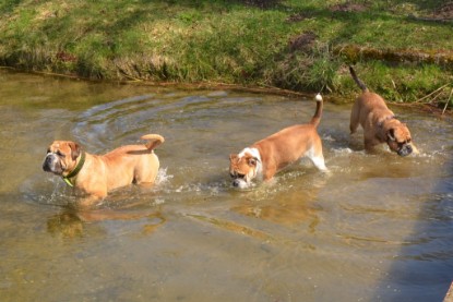 Continental Bulldogs Seeblickbulls Bilderalbum - Ausflüge Ende April 2013