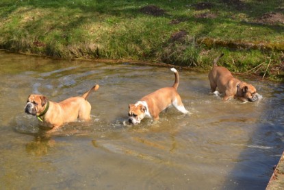 Continental Bulldogs Seeblickbulls Bilderalbum - Ausflüge Ende April 2013