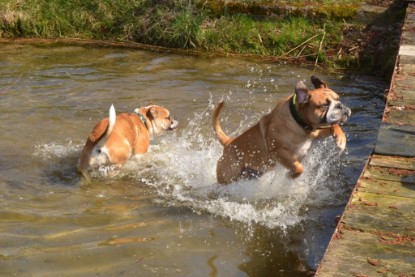 Continental Bulldogs Seeblickbulls Bilderalbum - Ausflüge Ende April 2013