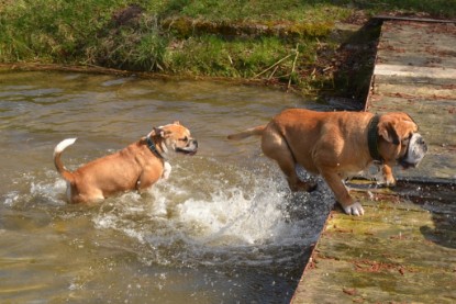 Continental Bulldogs Seeblickbulls Bilderalbum - Ausflüge Ende April 2013