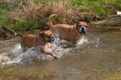 Continental Bulldogs Seeblickbulls Bilderalbum - Ausflüge Ende April 2013