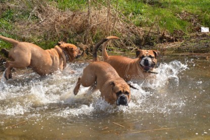 Continental Bulldogs Seeblickbulls Bilderalbum - Ausflüge Ende April 2013