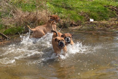 Continental Bulldogs Seeblickbulls Bilderalbum - Ausflüge Ende April 2013