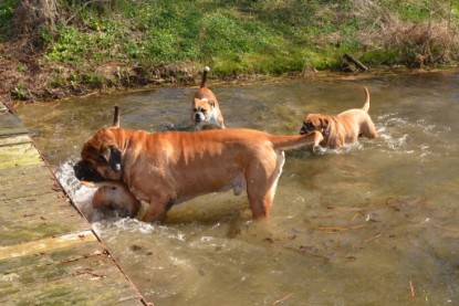 Continental Bulldogs Seeblickbulls Bilderalbum - Ausflüge Ende April 2013