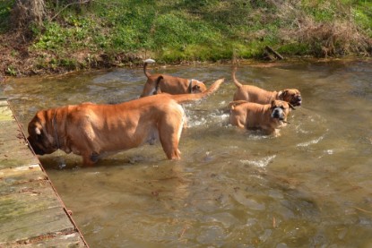 Continental Bulldogs Seeblickbulls Bilderalbum - Ausflüge Ende April 2013