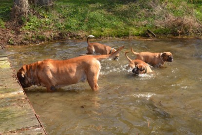 Continental Bulldogs Seeblickbulls Bilderalbum - Ausflüge Ende April 2013