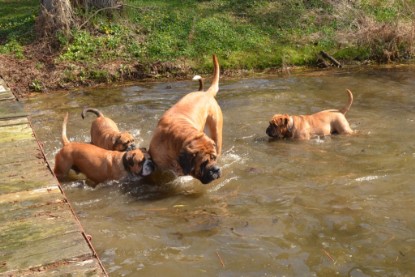 Continental Bulldogs Seeblickbulls Bilderalbum - Ausflüge Ende April 2013