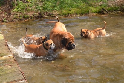 Continental Bulldogs Seeblickbulls Bilderalbum - Ausflüge Ende April 2013