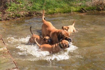 Continental Bulldogs Seeblickbulls Bilderalbum - Ausflüge Ende April 2013