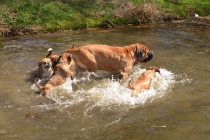 Continental Bulldogs Seeblickbulls Bilderalbum - Ausflüge Ende April 2013