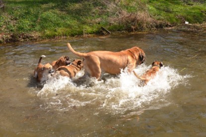 Continental Bulldogs Seeblickbulls Bilderalbum - Ausflüge Ende April 2013