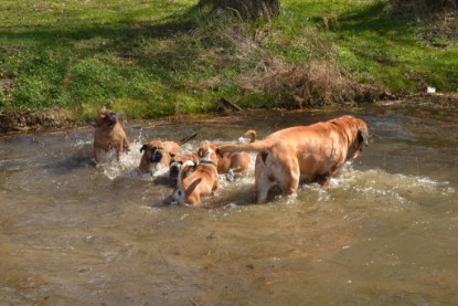 Continental Bulldogs Seeblickbulls Bilderalbum - Ausflüge Ende April 2013