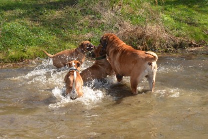 Continental Bulldogs Seeblickbulls Bilderalbum - Ausflüge Ende April 2013