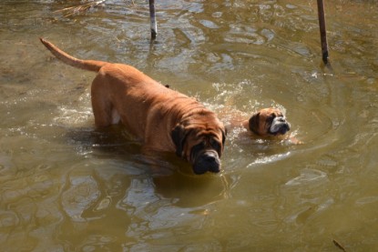 Continental Bulldogs Seeblickbulls Bilderalbum - Ausflüge Ende April 2013