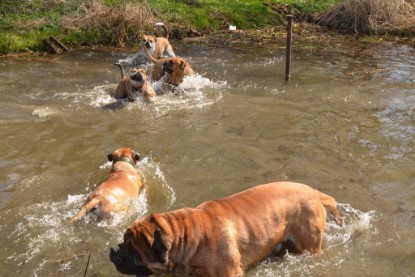 Continental Bulldogs Seeblickbulls Bilderalbum - Ausflüge Ende April 2013