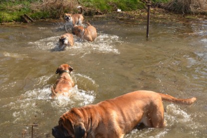 Continental Bulldogs Seeblickbulls Bilderalbum - Ausflüge Ende April 2013