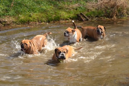 Continental Bulldogs Seeblickbulls Bilderalbum - Ausflüge Ende April 2013