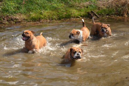 Continental Bulldogs Seeblickbulls Bilderalbum - Ausflüge Ende April 2013