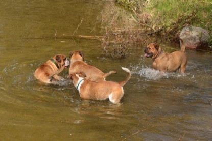 Continental Bulldogs Seeblickbulls Bilderalbum - Ausflüge Ende April 2013