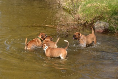 Continental Bulldogs Seeblickbulls Bilderalbum - Ausflüge Ende April 2013