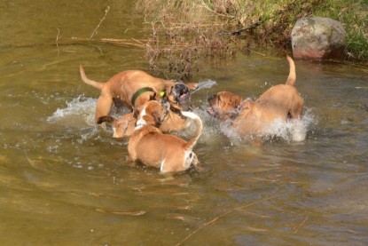 Continental Bulldogs Seeblickbulls Bilderalbum - Ausflüge Ende April 2013