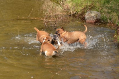 Continental Bulldogs Seeblickbulls Bilderalbum - Ausflüge Ende April 2013