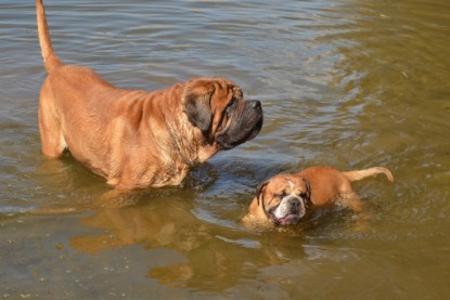 Continental Bulldogs Seeblickbulls Bilderalbum - Ausflüge Ende April 2013